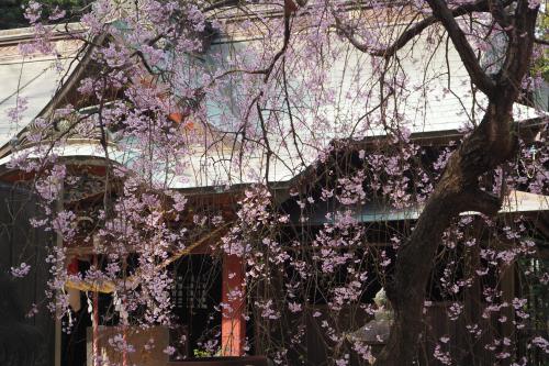 飽富神社の枝垂れ桜
