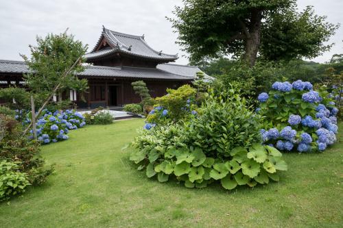 アジサイのある寺