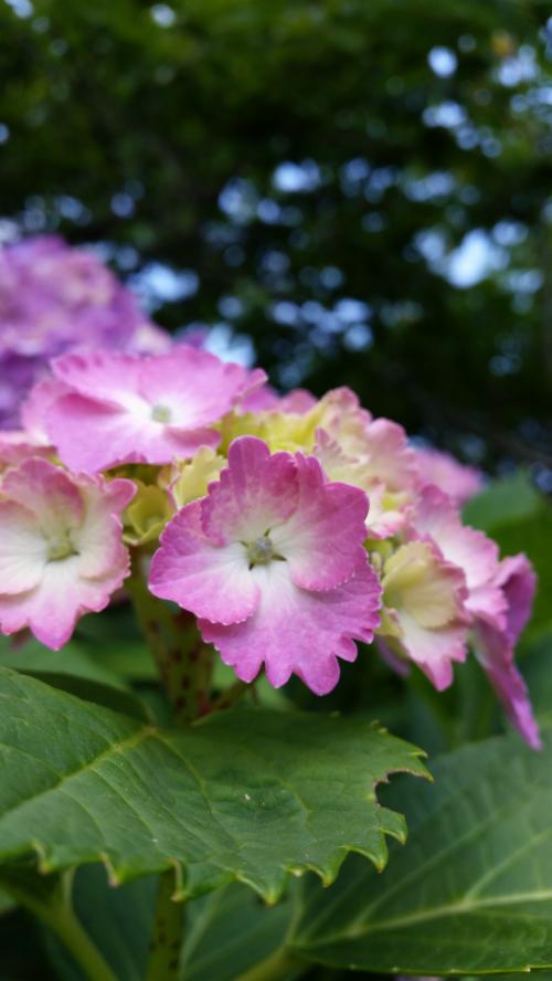 里山で見つけたびわと紫陽花の写真