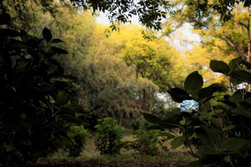 早咲の紫陽花の写真