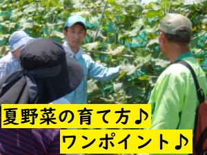 夏野菜の育て方