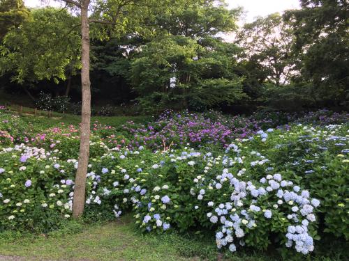 あじさいと遊園地の写真