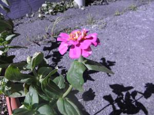 ヒャクニチソウの花