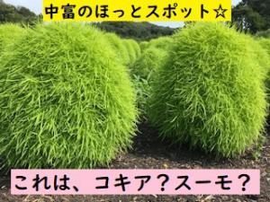 コキアの写真