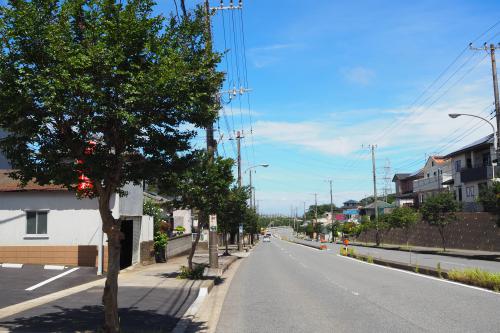 街路樹の違いの写真