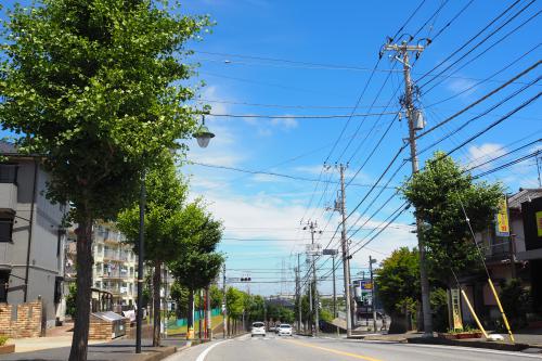 街路樹の違いの写真