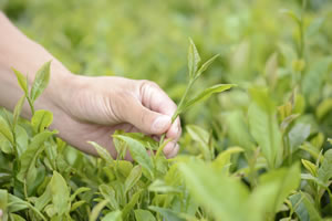 茶葉を持つ手の画像