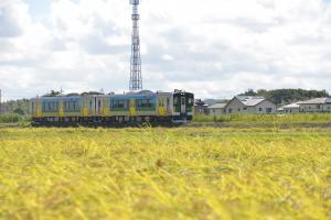 黄金色に染まった田園風景の中を走るJR久留里線の電車の写真