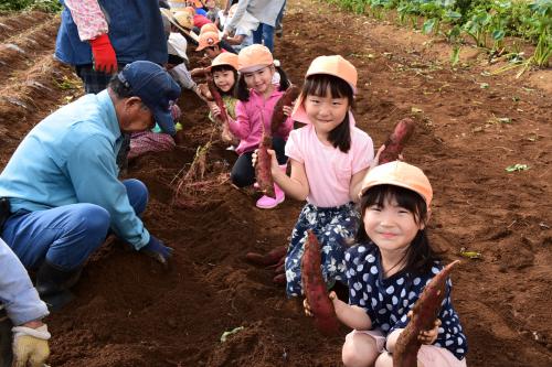 「楽しい芋ほり」の写真