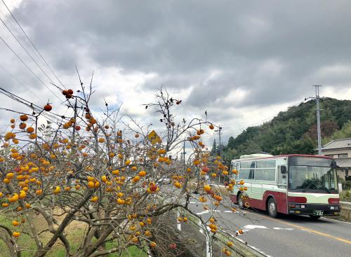「柿の里を行く日東バス」の写真