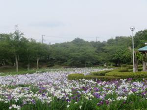 花菖蒲