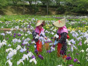 花菖蒲まつり　写真