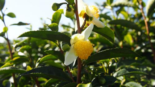 お茶の花の写真