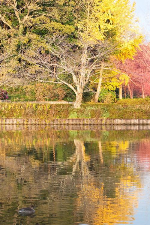 袖ケ浦公園の紅葉、黄葉の写真