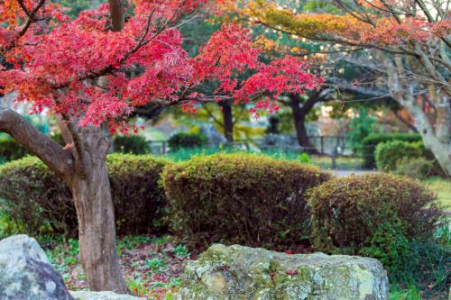 袖ケ浦公園の紅葉、黄葉の写真