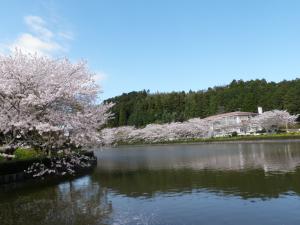 園内いっぱいに咲き誇る桜の写真