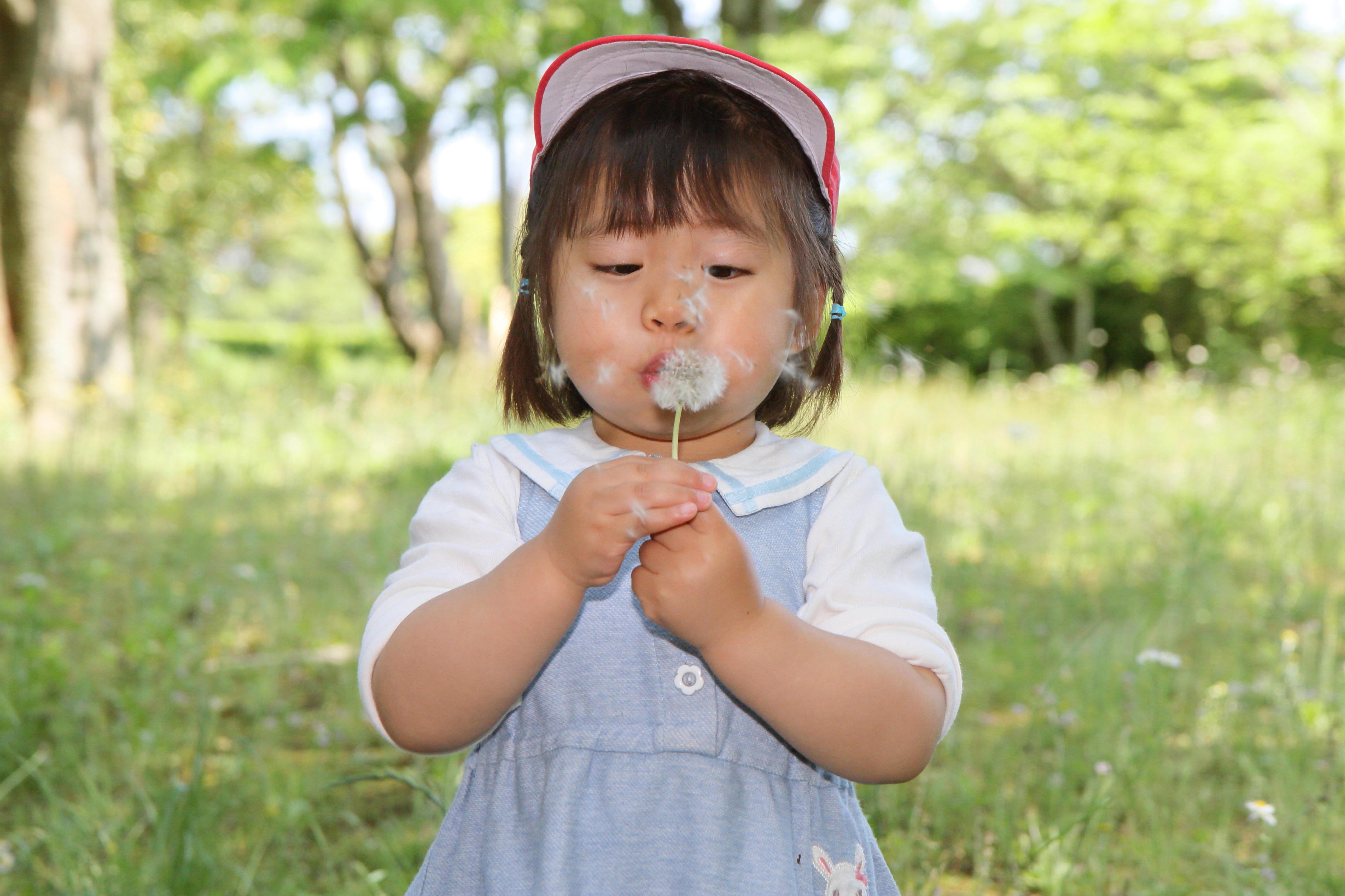 タンポポを吹く、女の子