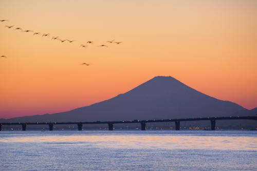 渡り鳥と富士との写真