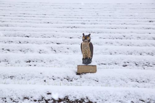 袖ケ浦は雪景色の写真