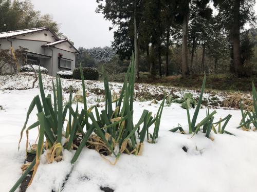 雪に負けず、打越のねぎの写真