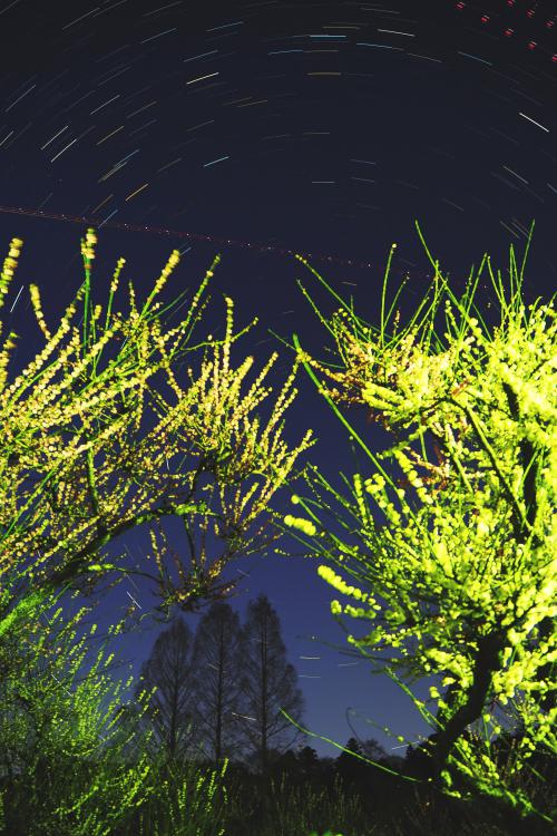 梅とヒマラヤ杉と星の写真