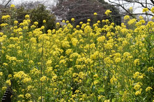 袖ケ浦公園も春爛漫の写真