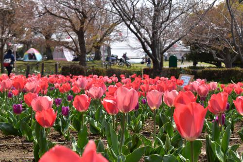 袖ケ浦公園も春爛漫の写真