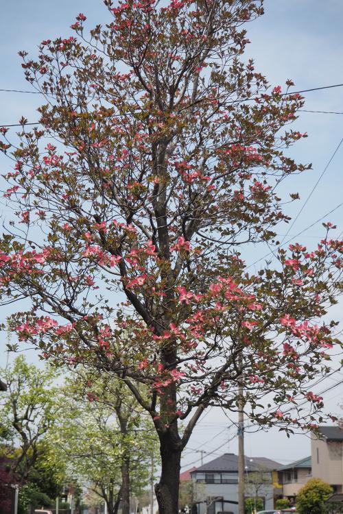「街路樹のハナミズキが咲きました。」の写真2枚目