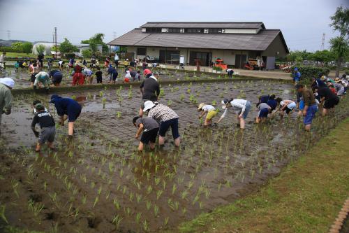 「家族づれで田植え」の写真1枚目