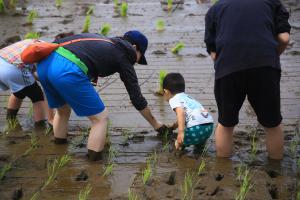 「家族づれで田植え」の写真2枚目