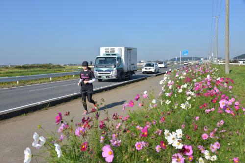 地域の方々が育てたコスモスが咲くフラワーラインの写真