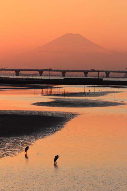 富士山とアオサギの写真