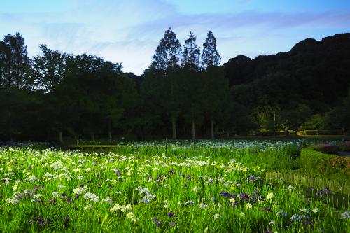 夜の花菖蒲はいかがでしょうか？！の写真