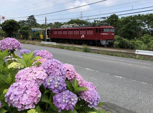 あじさいとEF81の写真