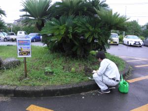 ひまわりの植替えの様子