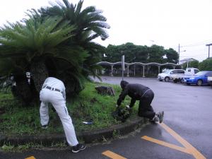 ひまわりの植替えの様子