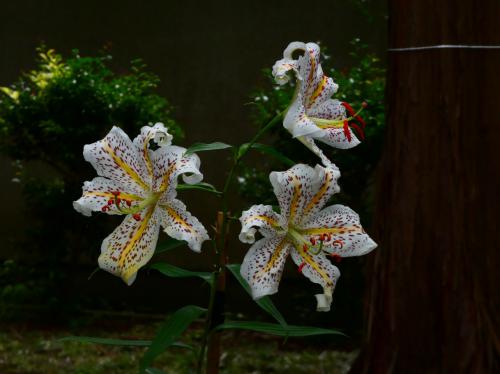 袖ケ浦市の花ヤマユリの写真