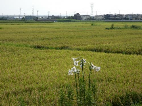 何でもない風景でも袖ケ浦風景の写真