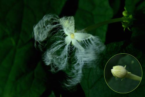 神秘的・烏瓜の花の写真