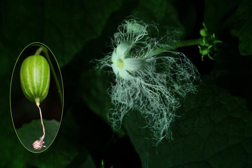 神秘的・烏瓜の花の写真