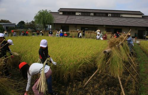 小学生による稲刈りの写真