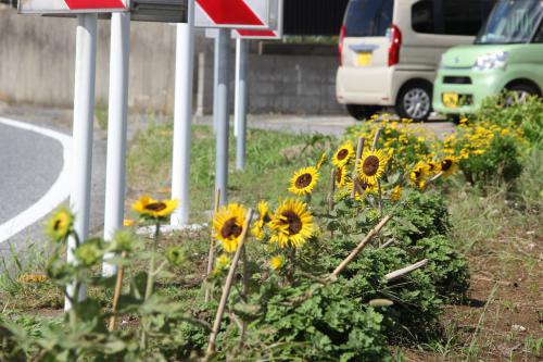 風速40mに耐えて咲く晩夏のヒマワリの写真