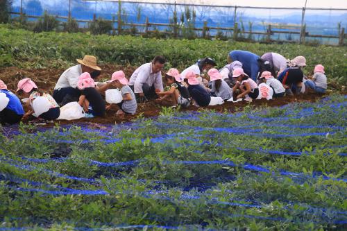 園児の芋掘りの写真