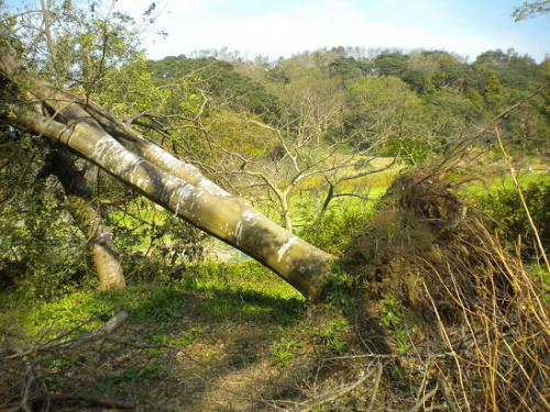 台風による大木の倒壊の写真