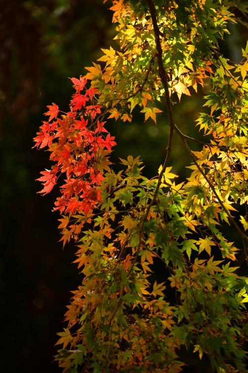 袖ケ浦公園の秋見つけたの写真