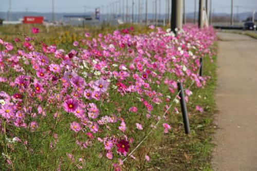 花に華を添えての写真