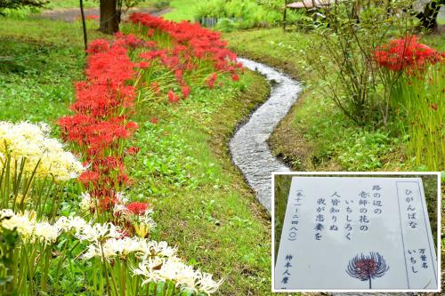 郷土博物館彼岸花の画像