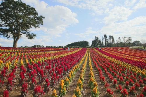 東京ドイツ村の写真