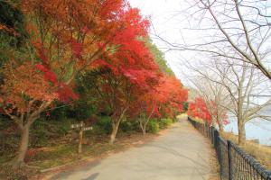 袖ケ浦公園の紅葉の画像