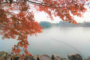 袖ケ浦公園の紅葉の画像